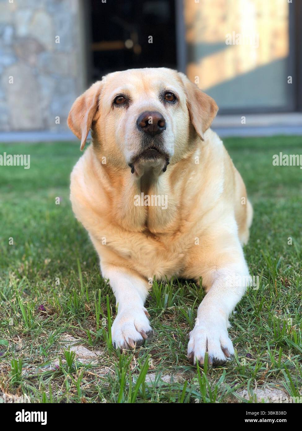 Ruhiger labrador, der auf dem Gras des Gartens ruht Stockfoto