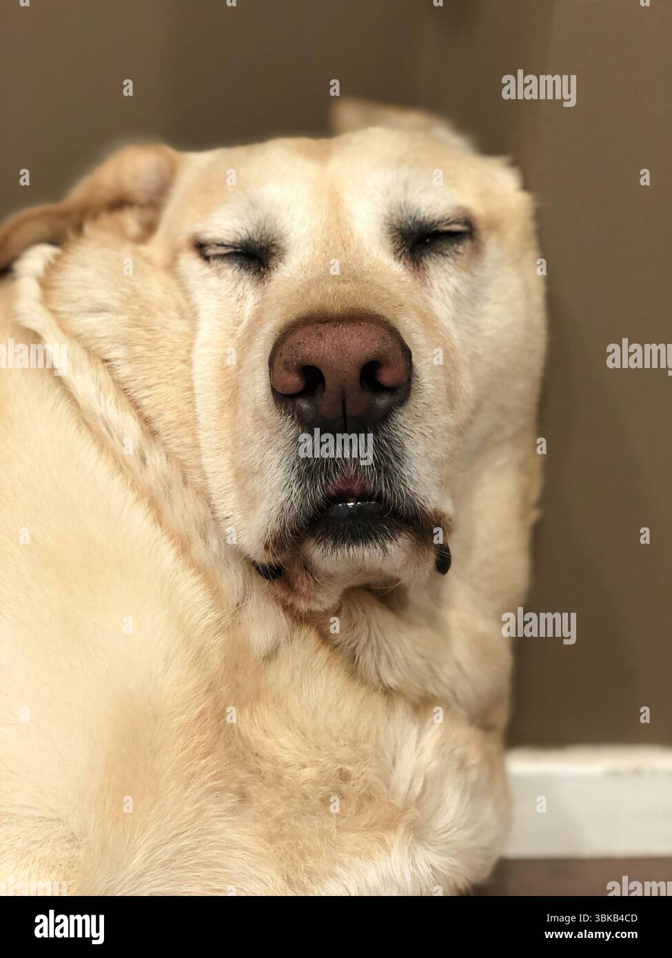 Labrador-Hund schläft tief mit offenem Mund Stockfoto