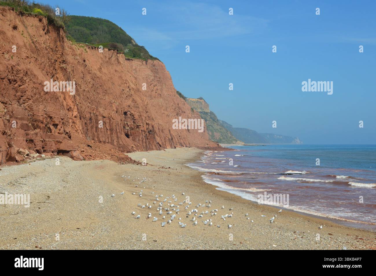 Östlicher Teil des Strandes in Sidmouth, Devon, mit roten Sandsteinklippen, Vögeln und rot getönten Wellen – im Mai erfasst. Stockfoto