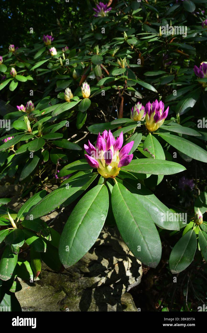 Rhododendron Blütenknospen Pflanze Stockfoto
