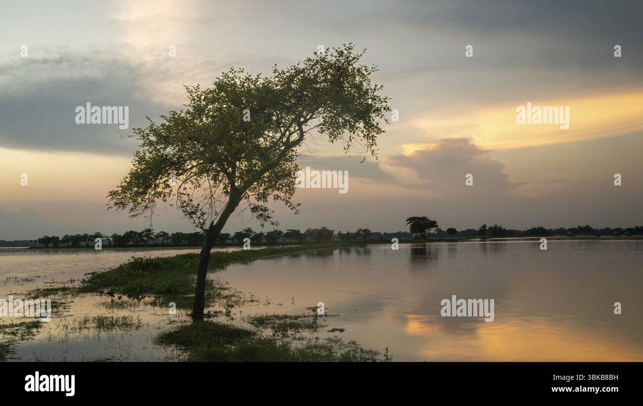 Ein einsamer Baum auf einer Wasserlandschaft bei Sonnenuntergang - Dhaka, Bangladesch, Asien Stockfoto