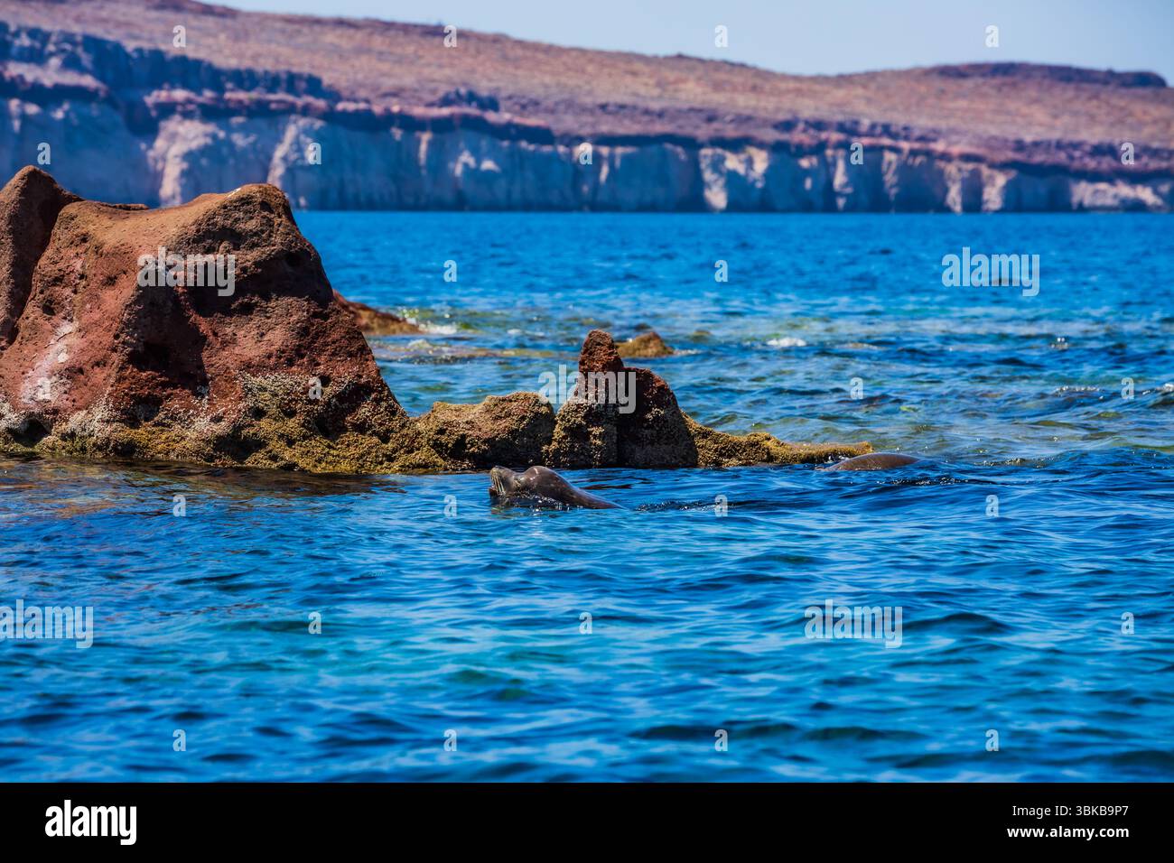 Seelöwen in Espíritu Santo Island, Golf von Kalifornien, Baja California Sur, Mexiko Stockfoto