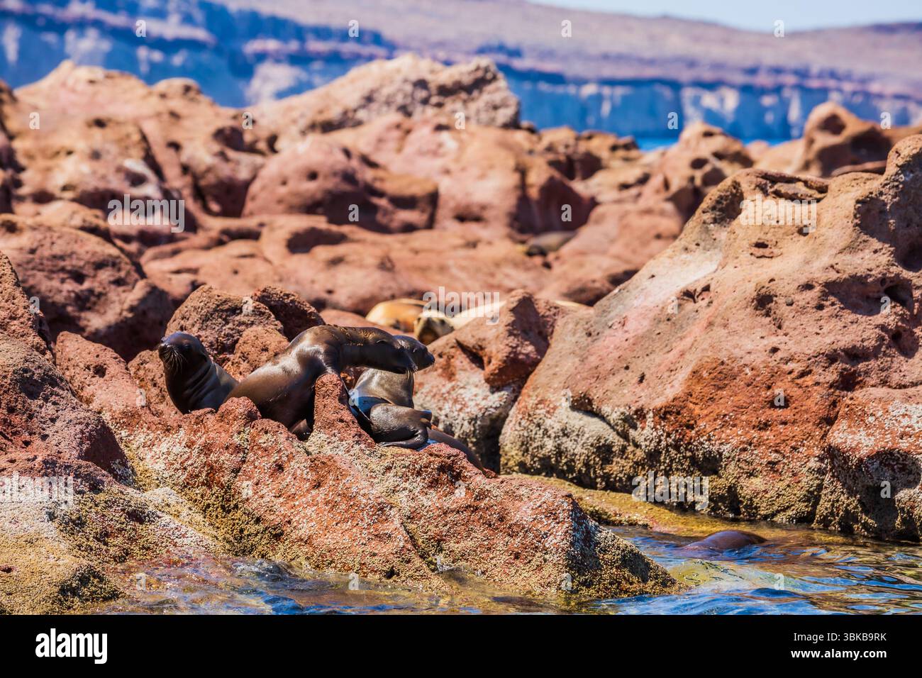 Seelöwen in Espíritu Santo Island, Golf von Kalifornien, Baja California Sur, Mexiko Stockfoto