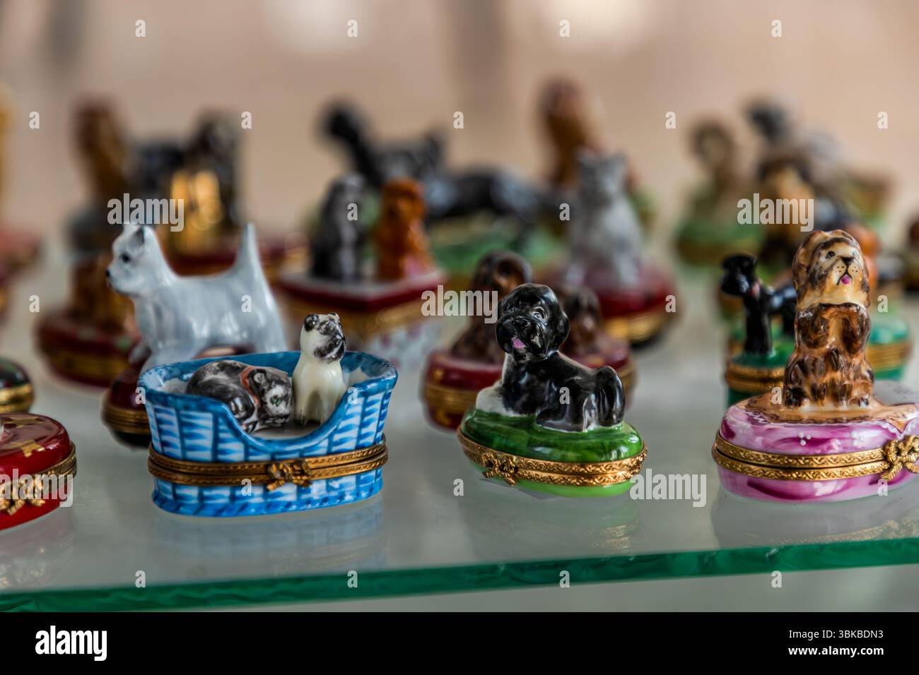 Porzellanpillenboxen, bekannt als Limoges-Boxen, stehen auf einem Glasregal in der Kunstporzellanwerkstatt Ateliers Arquié in der Avenue Baudin in Limoges, Haute-Vienne, Nouvelle-Aquitaine, Frankreich. Hundefiguren sitzen auf den Deckeln der bemalten Boxen, und ihre Scharniere und Verschlüsse sind vergoldet. Vorne liegen zwei Tiere in einem blau-weißen Korb, neben einem weißen Terrier, einem schwarzen Hund auf einer grünen Schachtel und einem braunen Hund auf einer rosa Schachtel. Die Werkstatt wurde 1996 gegründet und ist spezialisiert auf das Design und die Produktion von anpassbaren und künstlerisch gestalteten Porzellanobjekten. Sie verbindet traditionelles Handwerk mit  Stockfoto