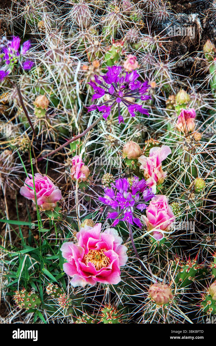 Der Frühling erweckt im Black Canyon des Gunnison National Park erstaunliche Wildblumen zum Leben. Colorado. Stockfoto
