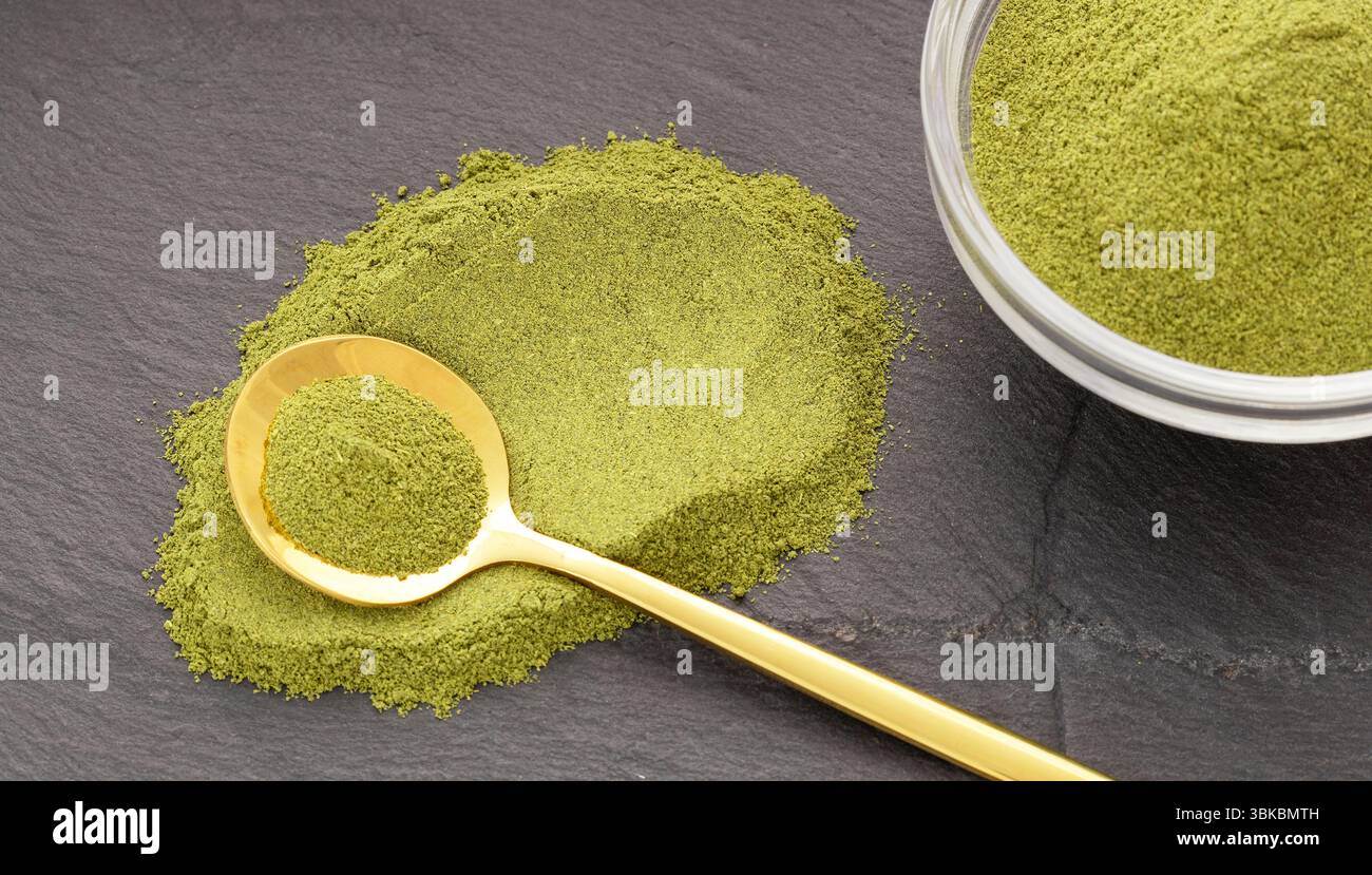 Moringa oleifera – natürliches und biologisches grünes Moringa-Pulver in einem Löffel und einer Schüssel Stockfoto