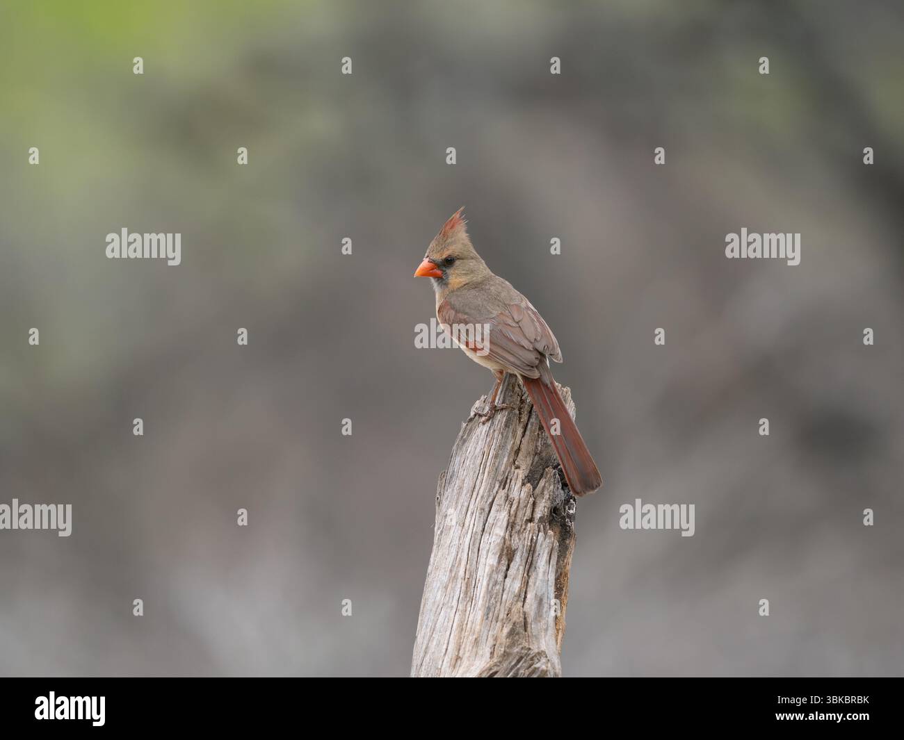 Weiblicher Kardinal, der auf totem Baumstumpf sitzt. Fotografiert im Profil, nach links gerichtet, mit geringer Schärfentiefe in Uvalde, Texas. Stockfoto