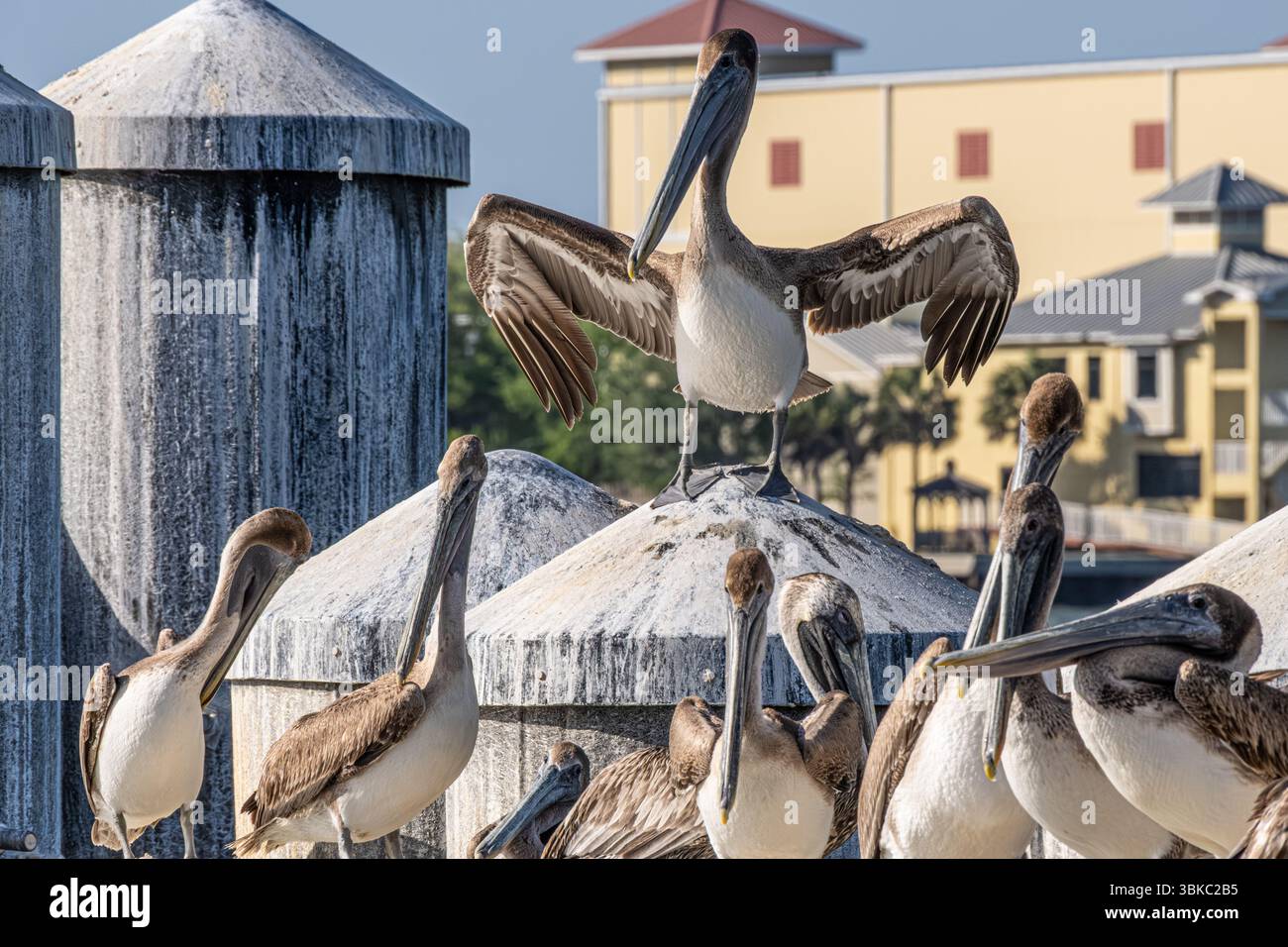 Braune Pelikane (Pelecanus occidentalis) bei Fort George Island Landing für die St. Johns River Ferry in Jacksonville, Florida. (USA) Stockfoto