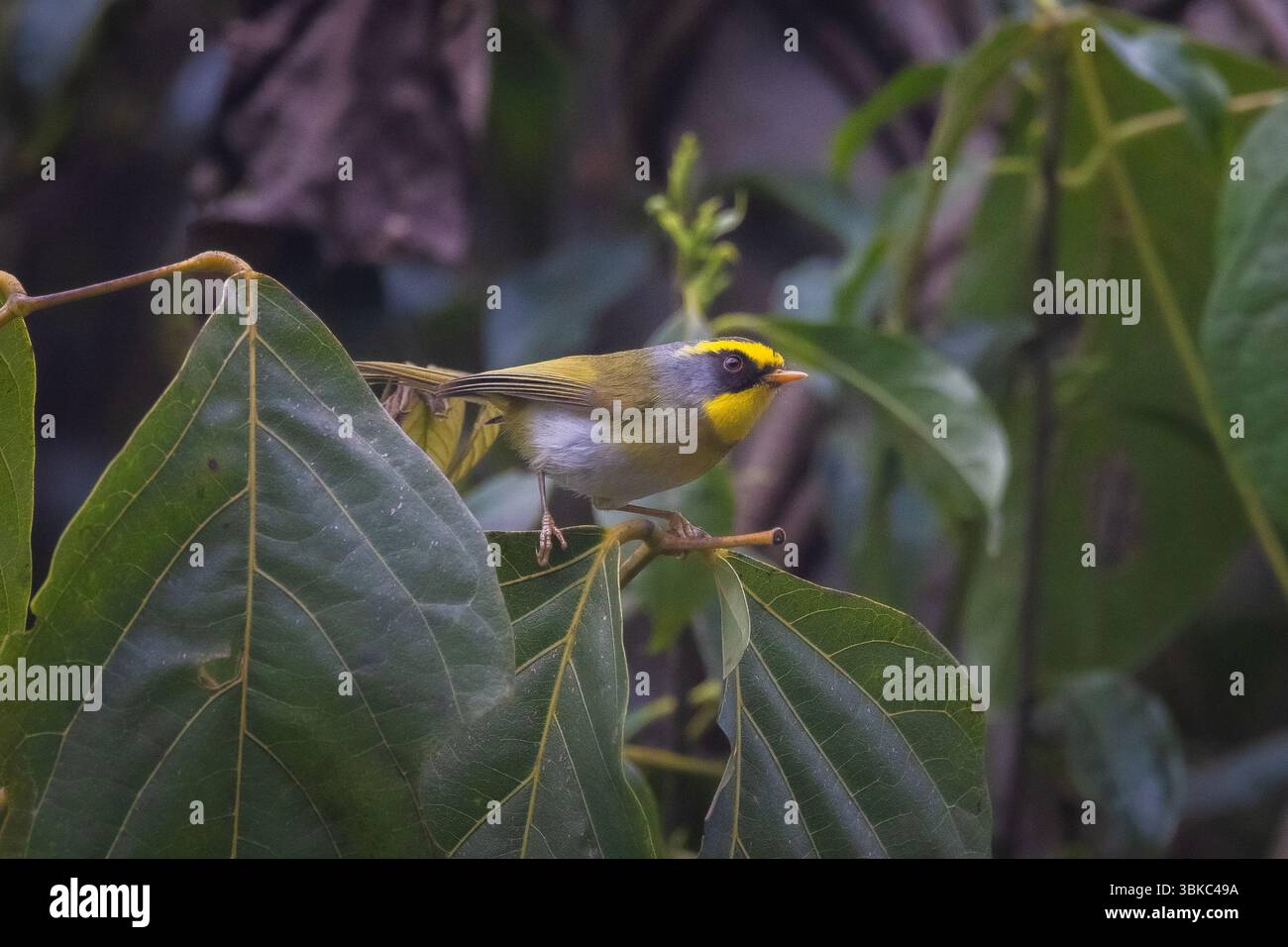 Schwarzgesicht-Warbler, Abroscopus schisticeps, Sikkim, Indien Stockfoto