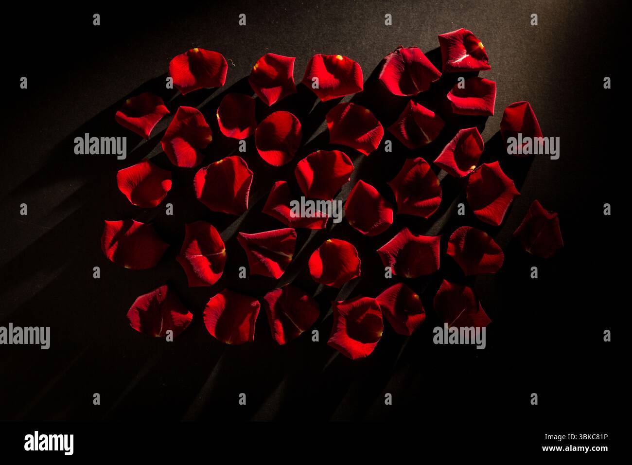 Dunkelrote Rosenblätter sind auf matter, flacher Oberfläche mit langen diagonalen Schatten zu sehen Stockfoto