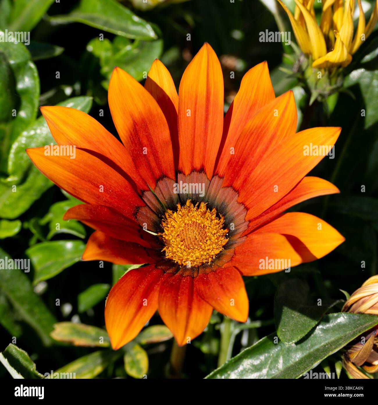Gazanien Orange Blume Stockfoto