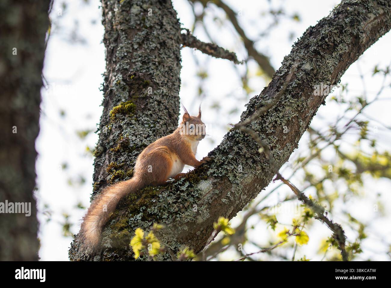 Ein Eichhörnchen (Sciurus vulgaris) auf einem Baum, der sich nach oben bewegt. Frühlingszeit. Frühlingslandschaft mit einem roten Eichhörnchen. Stockfoto