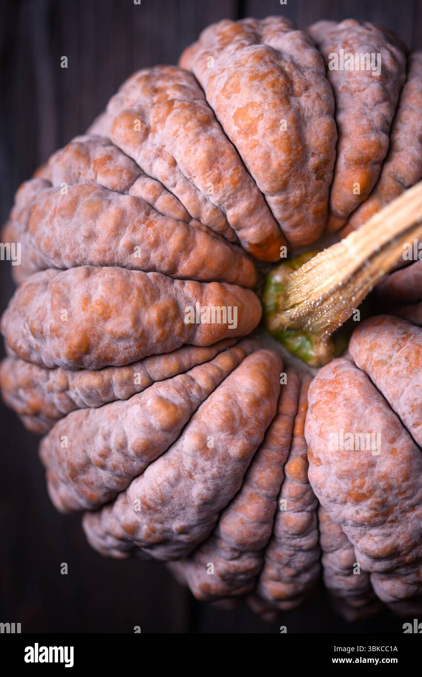 Makrostruktur aus mehrfarbiger schwarzer Futsu-Kürbishaut mit tiefen Rippen und rauer Oberfläche. Herbstgemüse, ideal für den natürlichen Hintergrund oder das Design von Bio-Lebensmitteln Stockfoto Makrostruktur aus mehrfarbiger schwarzer Futsu-Kürbishaut mit tiefen Rippen und rauer Oberfläche. Herbstgemüse, ideal für den natürlichen Hintergrund oder das Design von Bio-Lebensmitteln Stockfoto