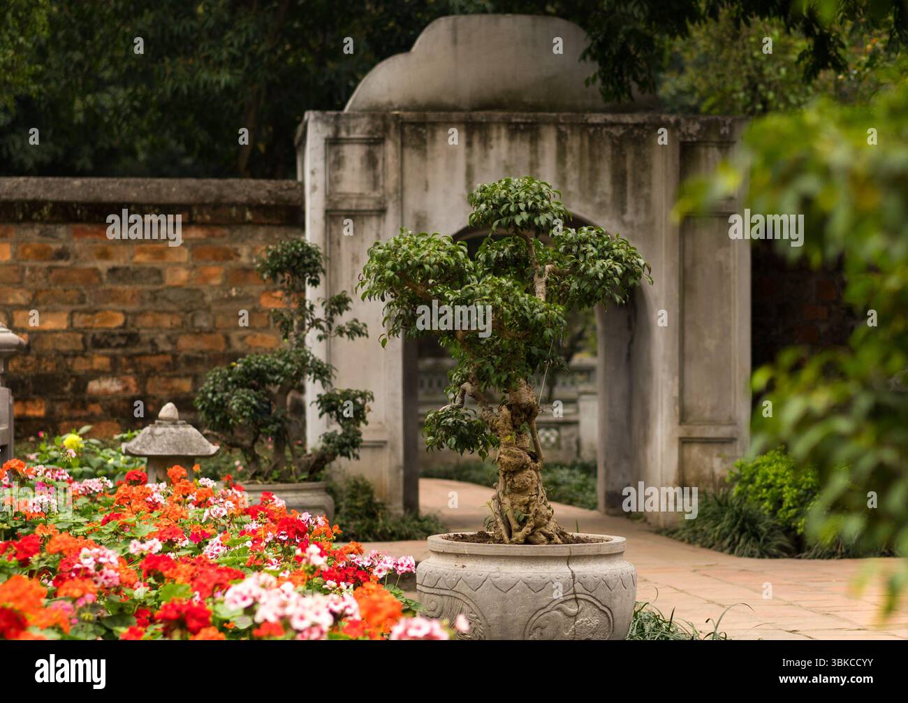 Grün und Bäume im Tempel der Literatur, Hanoi Stockfoto