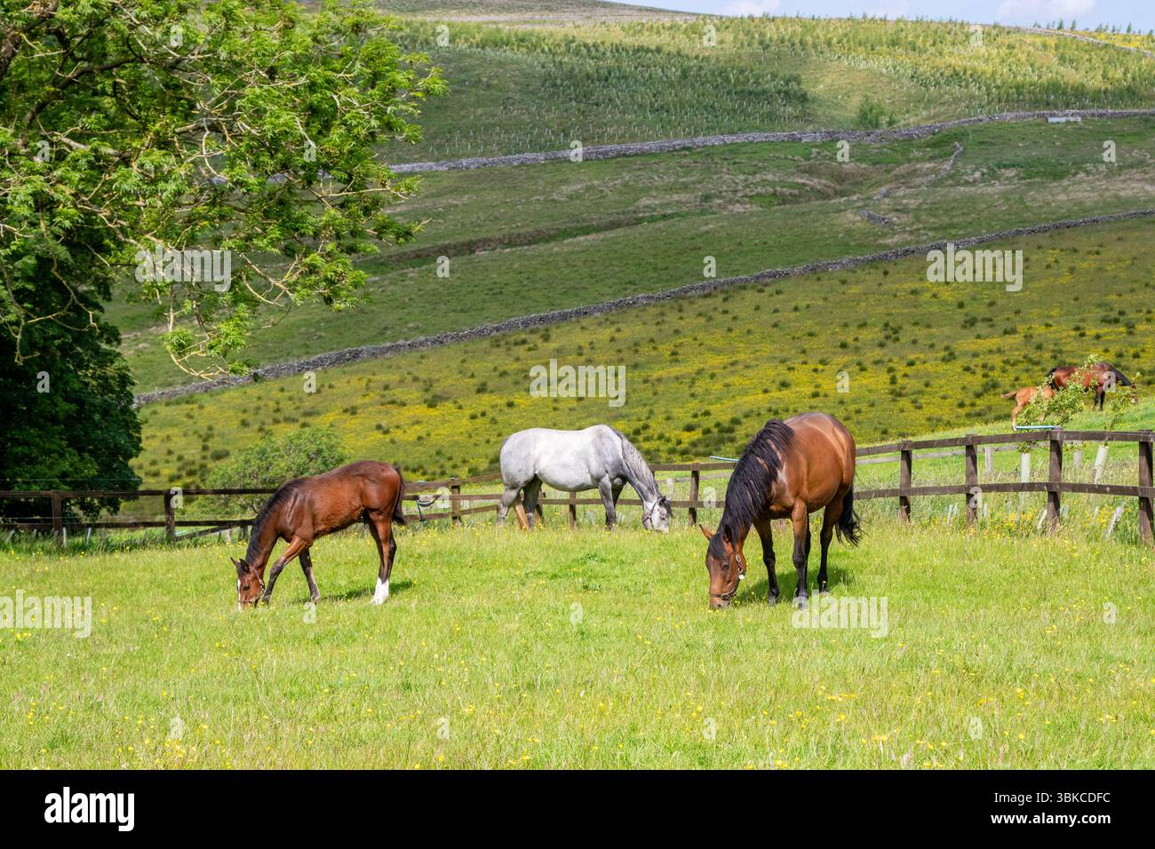 Jungpferde auf den North Yorkshire Dales im Juni-Sommer-Buttercup-Wiese, Hawes, Großbritannien Stockfoto