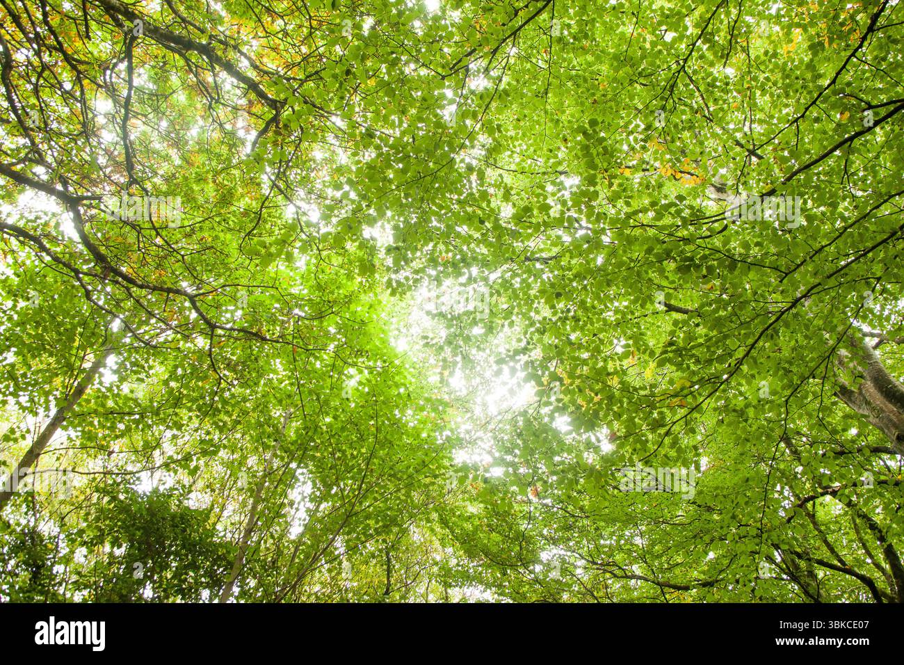 Das Vordach aus grünen Blättern und Stämmen ist in flacher Bauweise mit sonnendurchfluteten Ästen über dem Kopf zu sehen Stockfoto