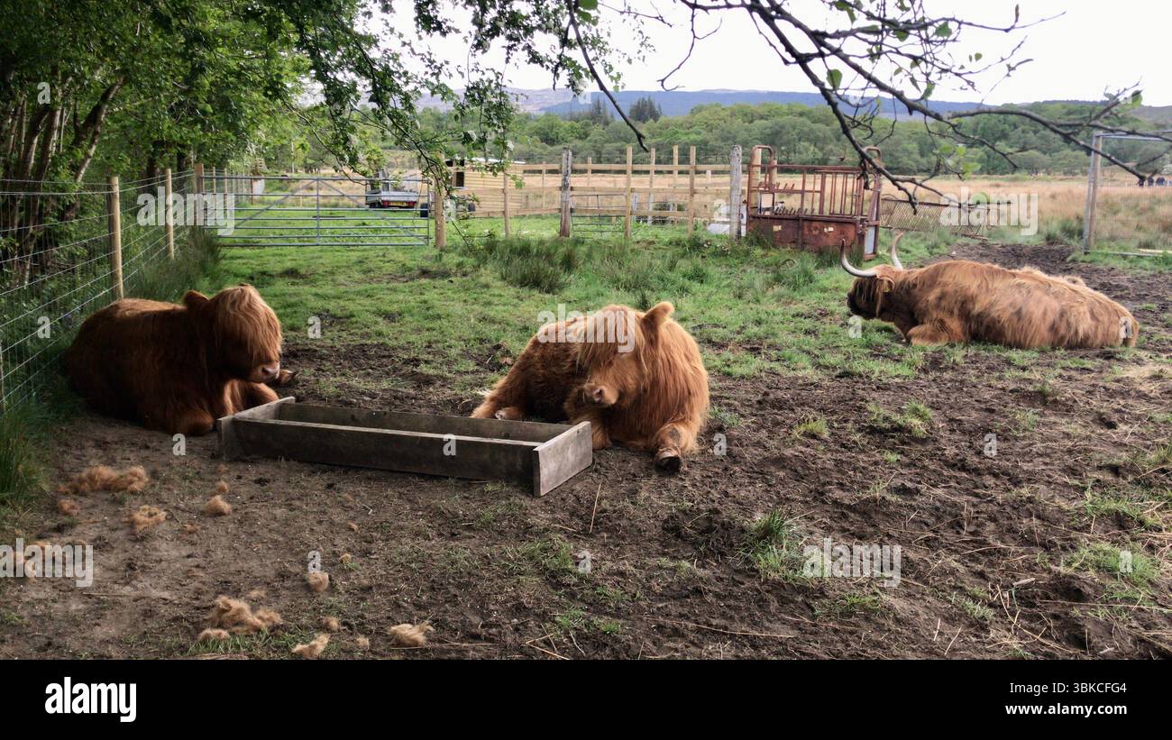 Highland-Rinder, die auf dem schottischen Land ruhen, Schottland Stockfoto
