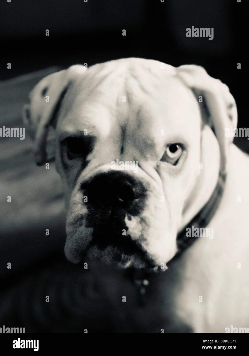Fantome, der weiße Boxerhund mit Heterochromie (unterschiedlich farbige Augen) Stockfoto