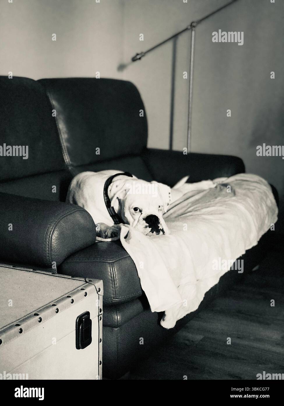 Fantome, der weiße Boxerhund mit Heterochromie, entspannt auf einem Sofa, Frankreich Stockfoto