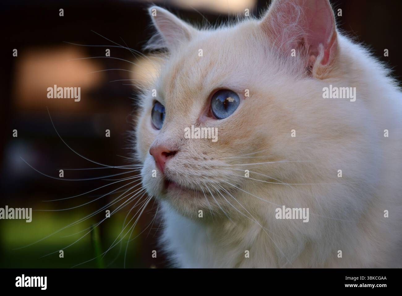Porträt einer weißen Ragdoll-Katze Stockfoto