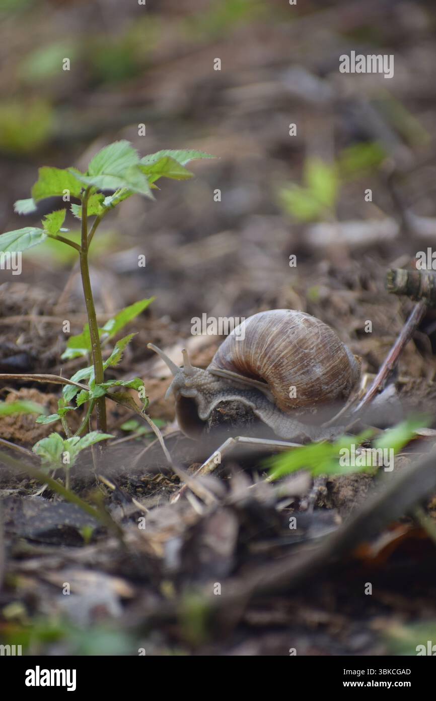 Römische Schnecke im Wald Stockfoto