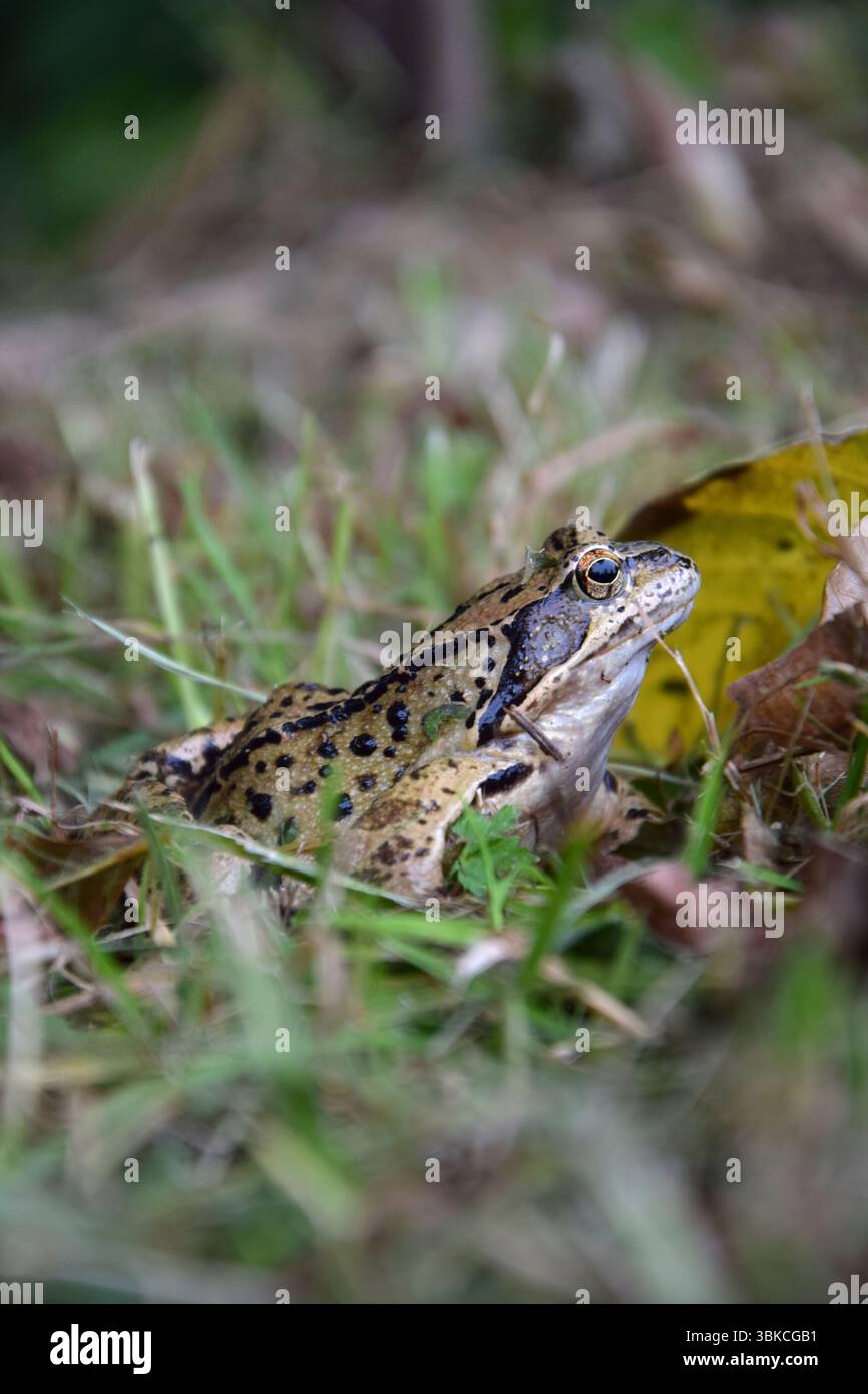 Frosch sitzt auf Gras Stockfoto