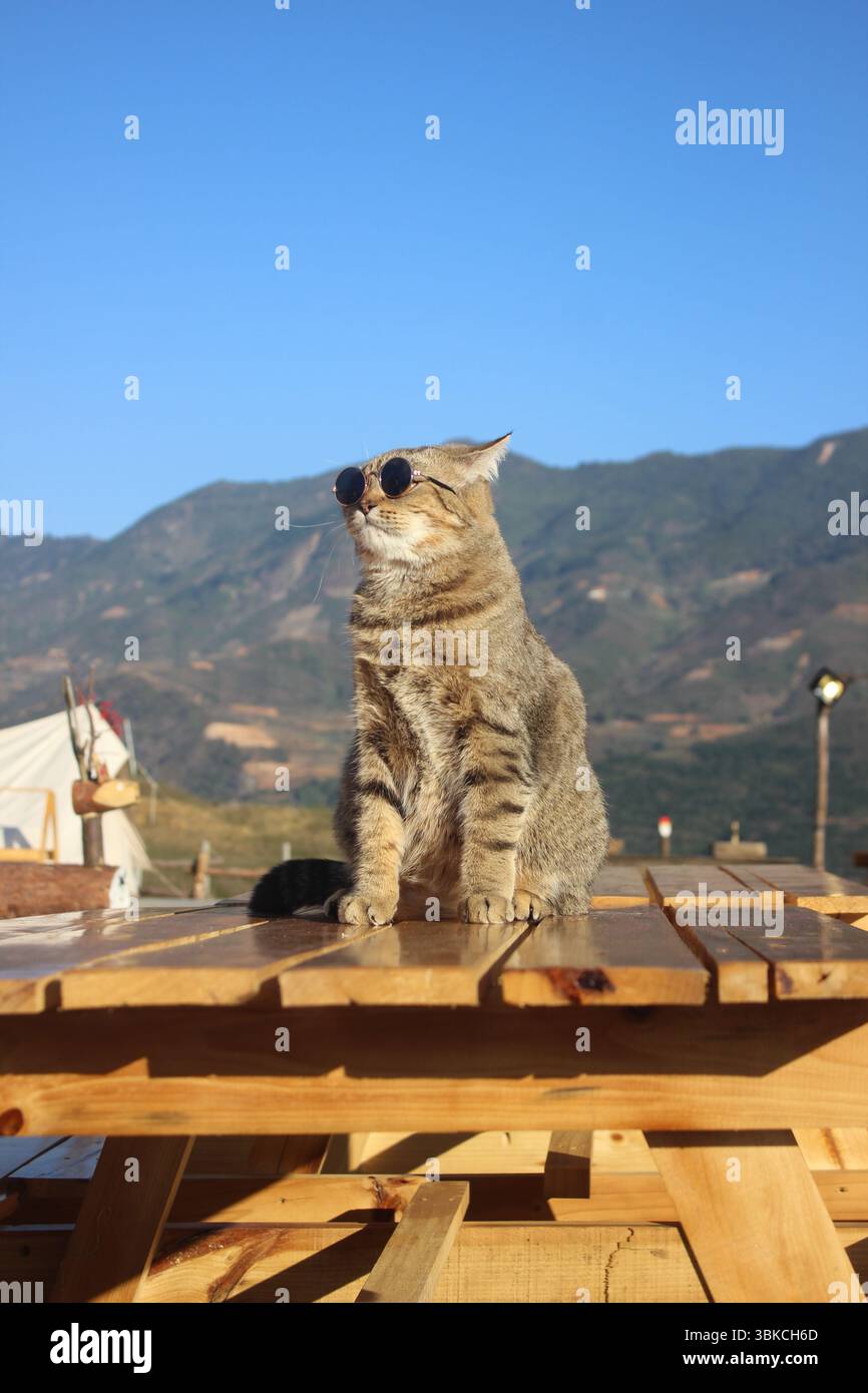 Coole Tabbykatze in Sonnenbrille, die Sonnenlicht in Bergkulisse genießt Stockfoto