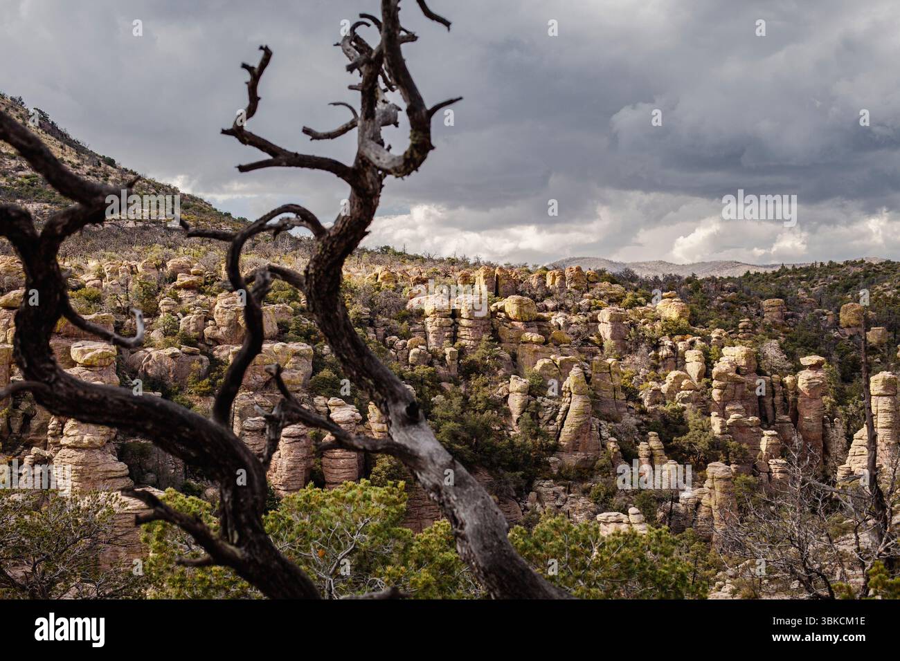 Chiricahua National Monument und geschwärzter Baumzweig Stockfoto