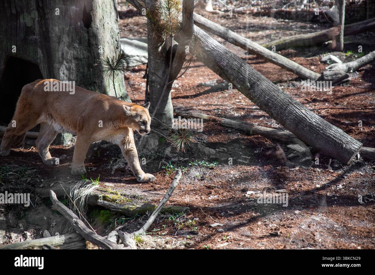Berglöwe, der durch den Wald spaziert Stockfoto