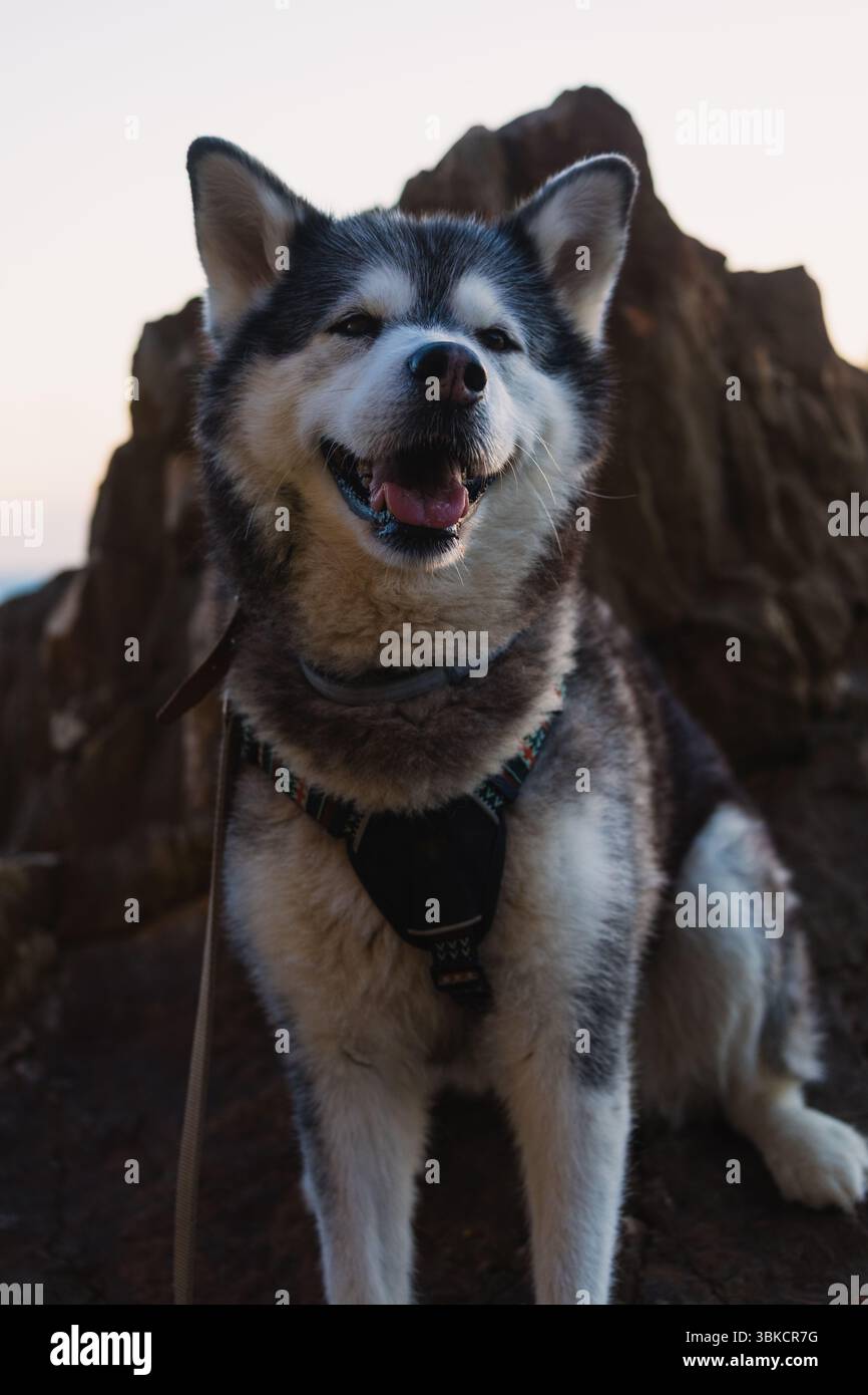 Alaska Malamute Hund sitzt auf Felsen in der algarve, portugal Stockfoto