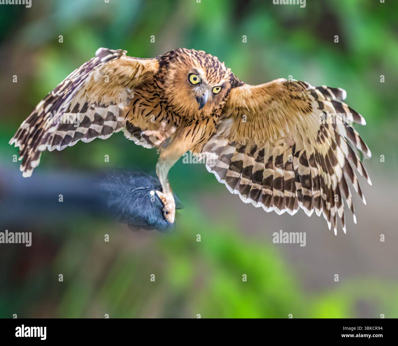 Eine Buffy Fish Owl, bereit zum Abheben Stockfoto