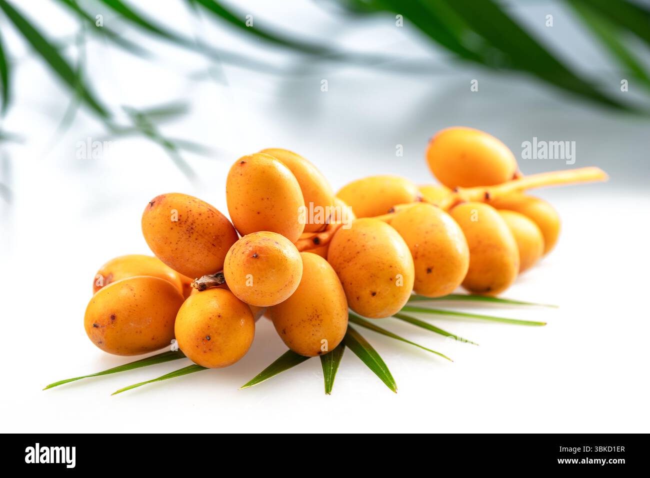 Gelbe frische Datteln oder Dattelpalmfrüchte liegen auf Palmblättern auf weißem Tisch und verschwommene grüne Blätter im Hintergrund. Stockfoto