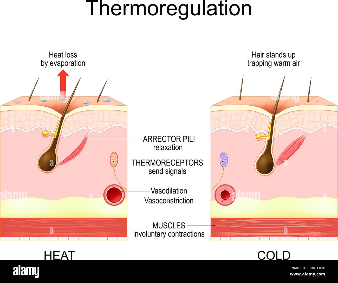 Thermoregulation. Wärmeverlust und Wärmespeicherung. Menschliche Haut mit Blutgefäß und Thermorezeptoren. Detailliertes Vektorposter Stock Vektor Thermoregulation. Wärmeverlust und Wärmespeicherung. Menschliche Haut mit Blutgefäß und Thermorezeptoren. Detailliertes Vektorposter Stock Vektor