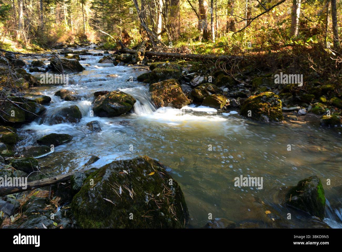 Die Sonnenstrahlen der aufgehenden Sonne durch die Bäume erleuchten an einem Herbstmorgen in einem dichten Wald das felsige Bett eines Gebirgsbaches. Der Fluss Tevenek ( Stockfoto