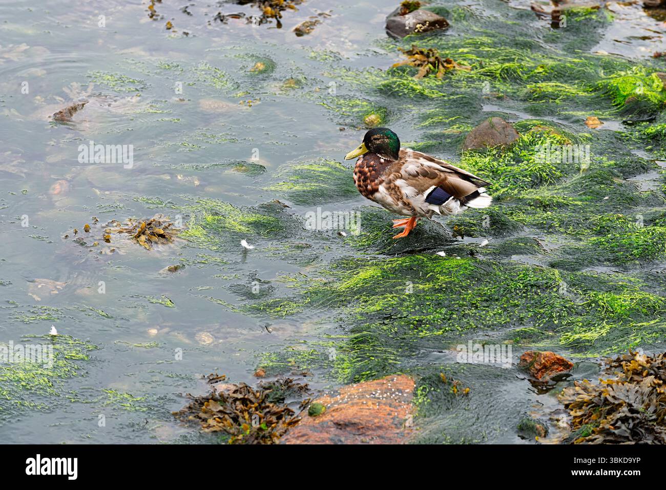 Eine Stockente steht auf einem grünen Seegras in Küstengewässern, umgeben von Felsen und Meeresvegetation an einem bewölkten Tag. Stockfoto
