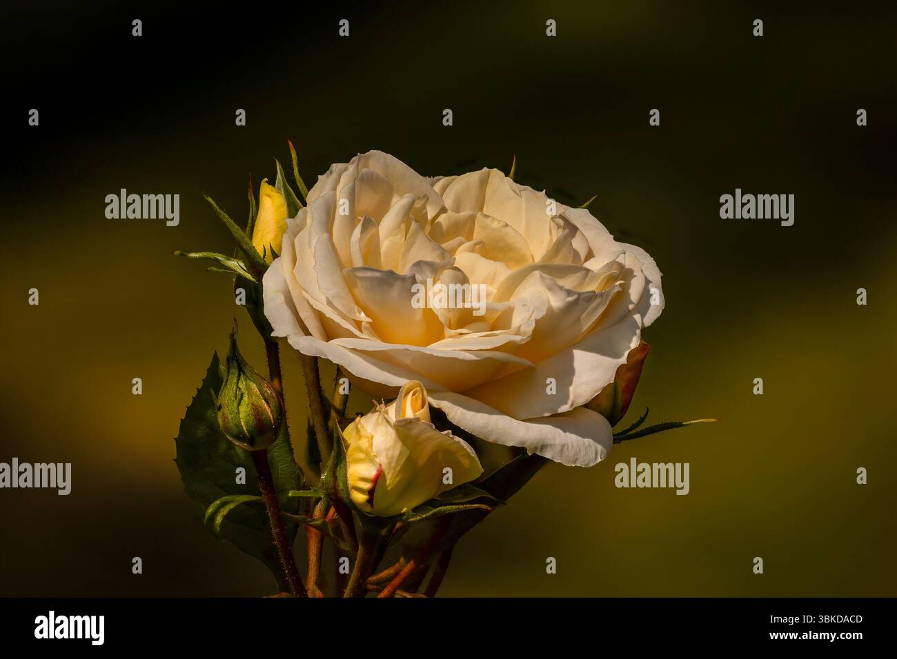 Creme Rose Cluster Stockfoto