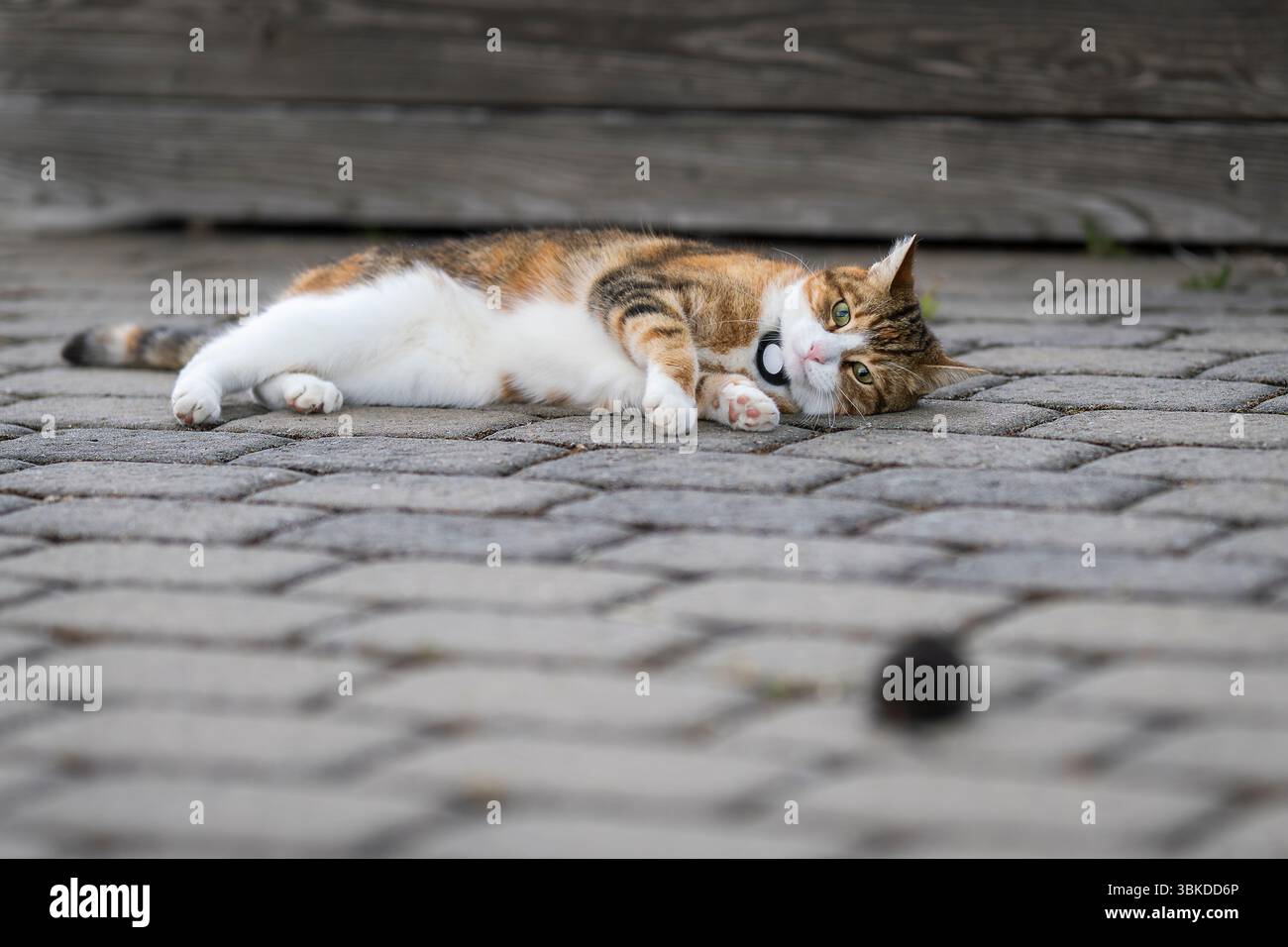 Eine Katze spielt mit einer gefangenen Wasserratte am Hafenpier. Häusliche Kurzhaarkatze mit Europäischer Wassermühle. Stockfoto