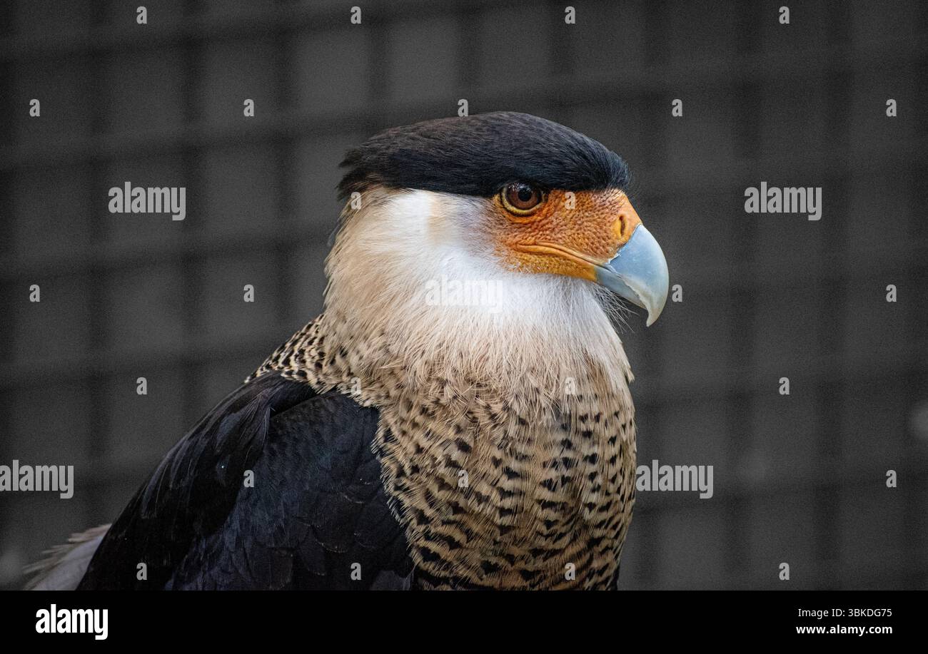 Im brevard Zoo in Melbourne, florida, befindet sich eine Caracara, die nach Beute und Fütterung Ausschau hält Stockfoto