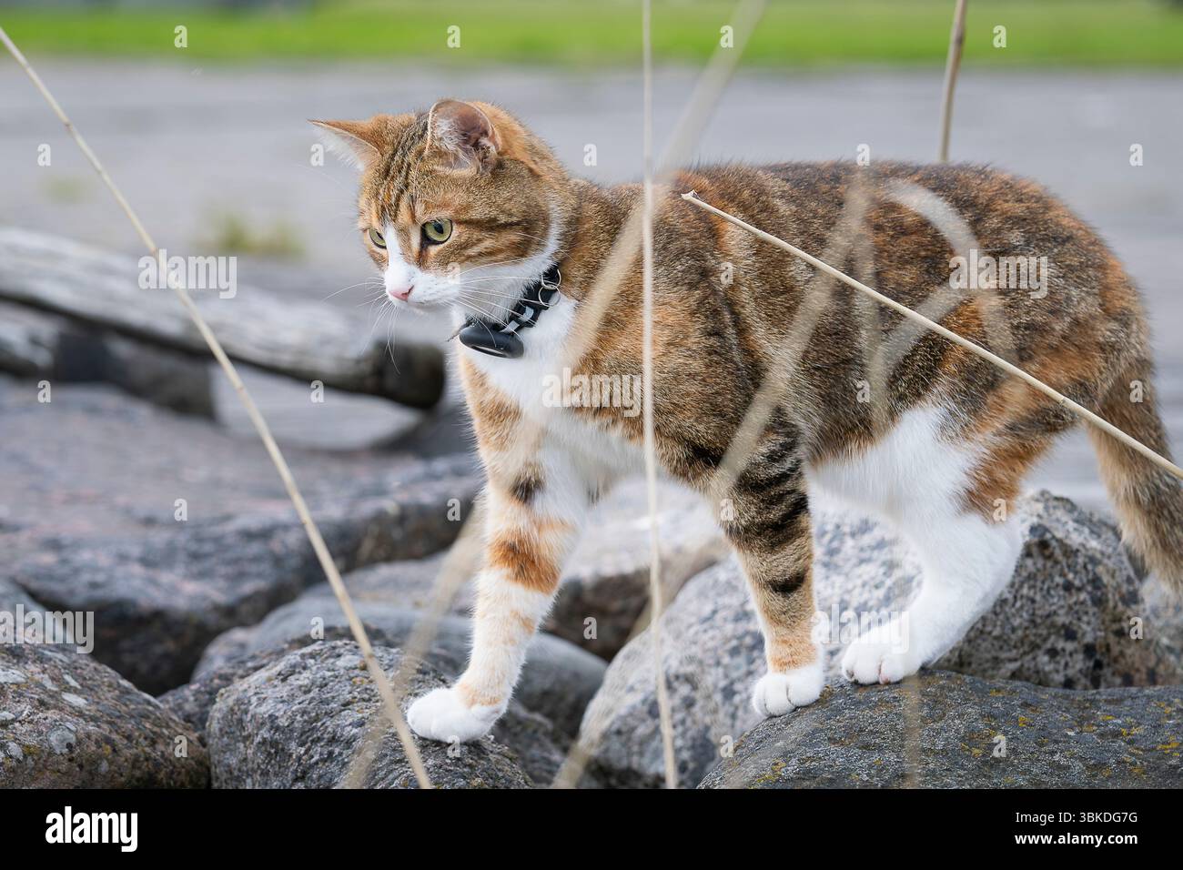 Häusliche Kurzhaarkatze, die gps-Tracker am Kragen trägt, während der Freizeit mit Besitzern im Freien. GPS-Tracking für Haustiere, die lange Spaziergänge mögen. Stockfoto