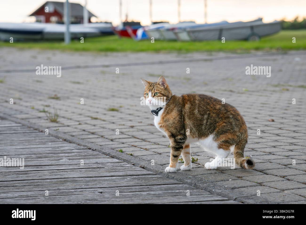 Häusliche Kurzhaarkatze, die gps-Tracker am Kragen trägt, während der Freizeit mit Besitzern im Freien. GPS-Tracking für Haustiere, die lange Spaziergänge mögen. Stockfoto