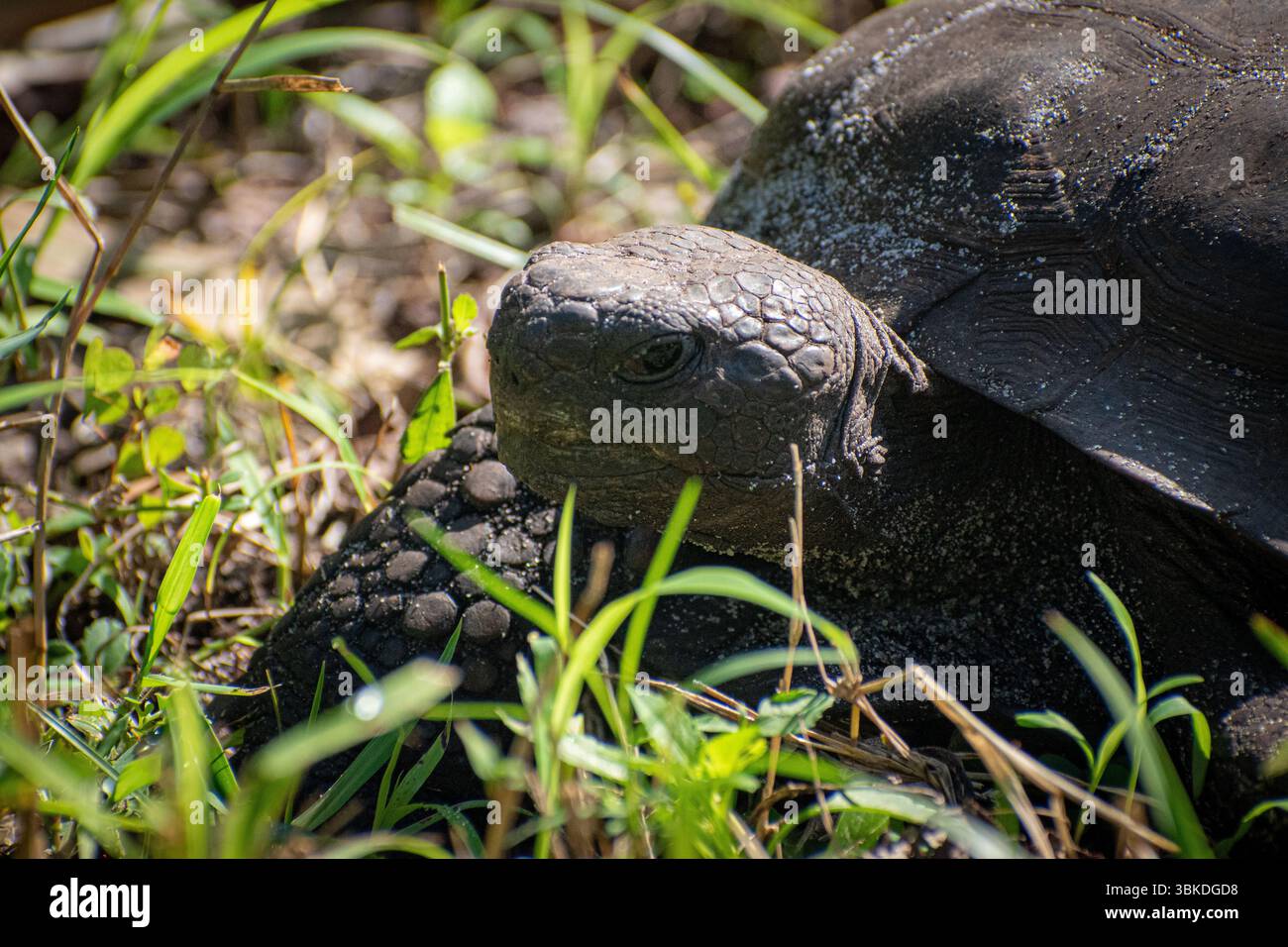 Florida Schildkröte macht einen gemütlichen Spaziergang durch Grasland Stockfoto