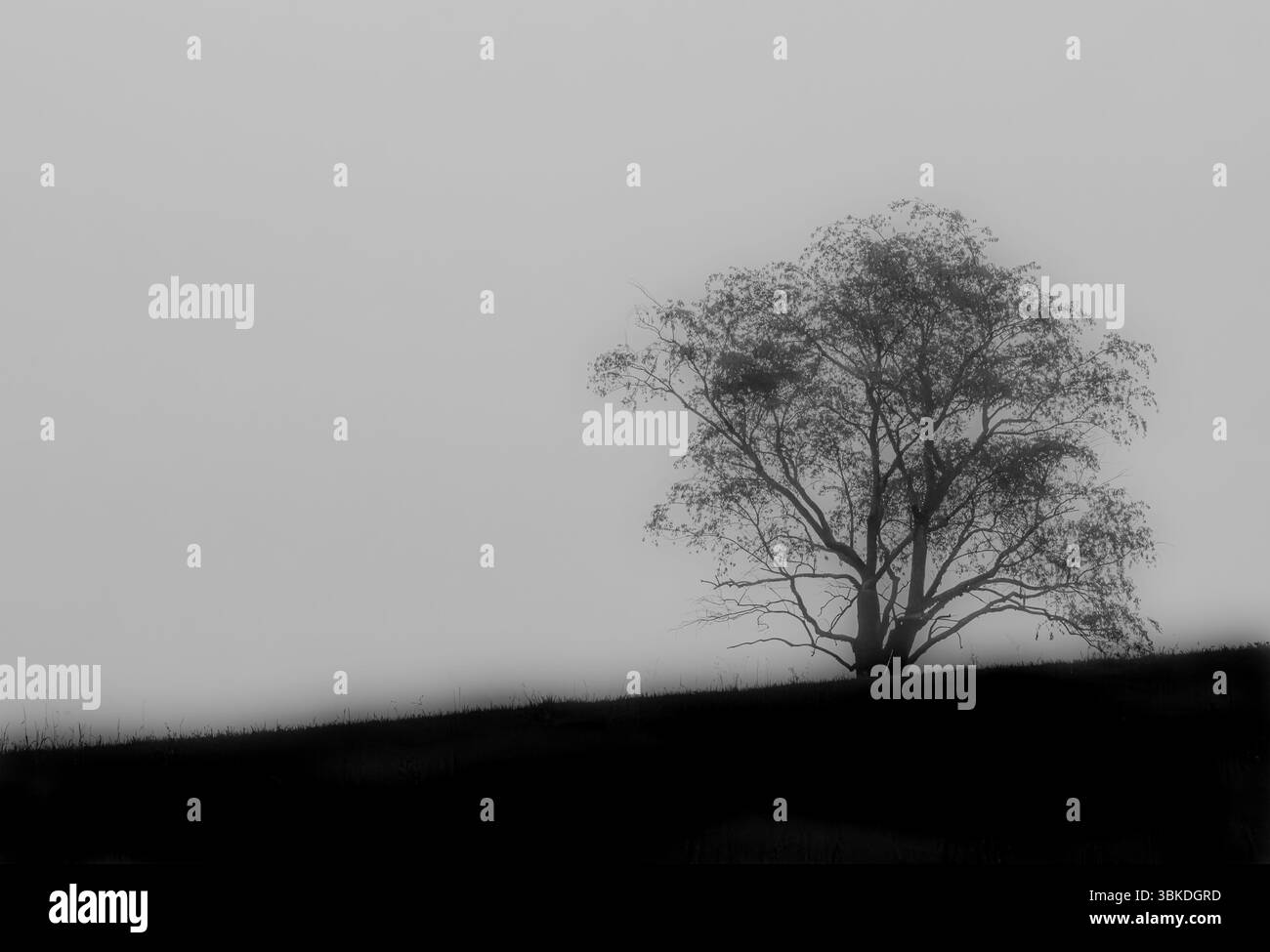 Gruseliger einsamer Baum, der an einem düsteren Tag auf einem Hügel sitzt Stockfoto