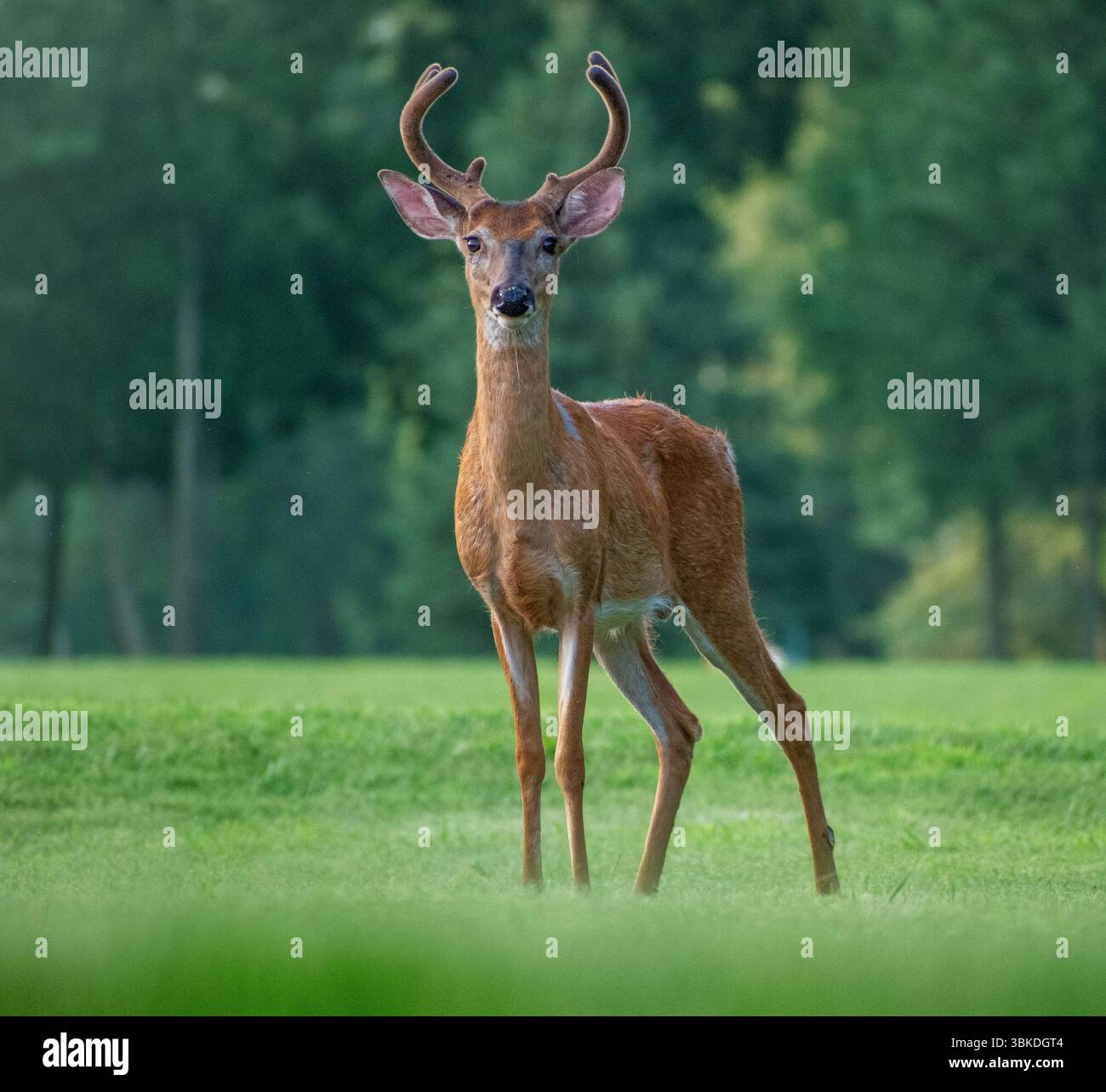 Große Hirsche, die über der Wiese wachen Stockfoto