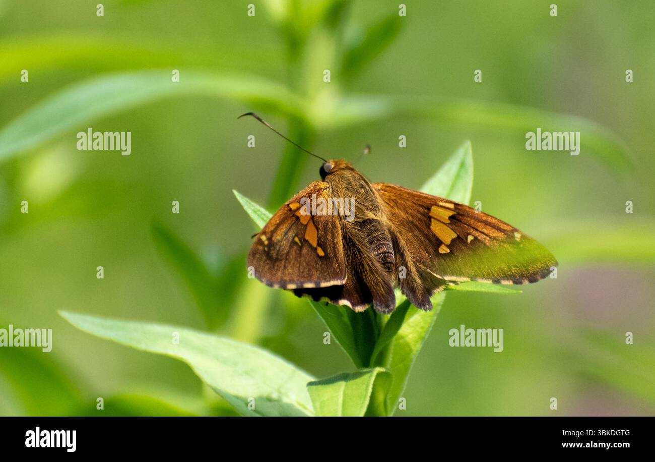 Silberfleckiger Skipper Schmetterling entscheidet, wo seine nächste Blume ruhen wird Stockfoto