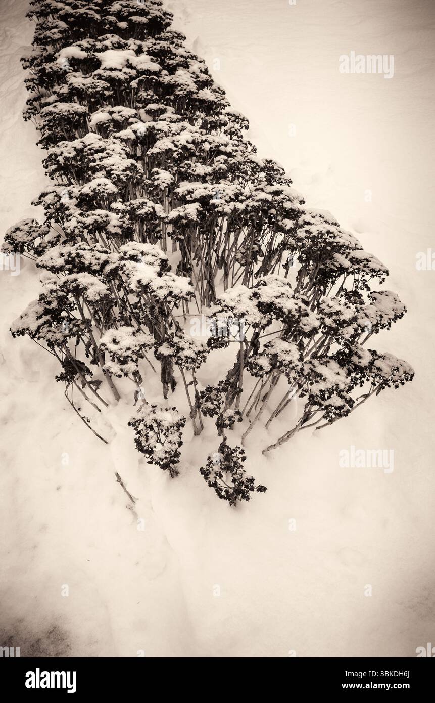 Sepia-gefärbter monochromer, schneebedeckter Busch, der auf einem schneebedeckten Rasen zurückgeht Stockfoto