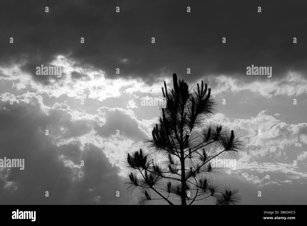 Kiefer gefangen zwischen Wolken und Sonne Stockfoto