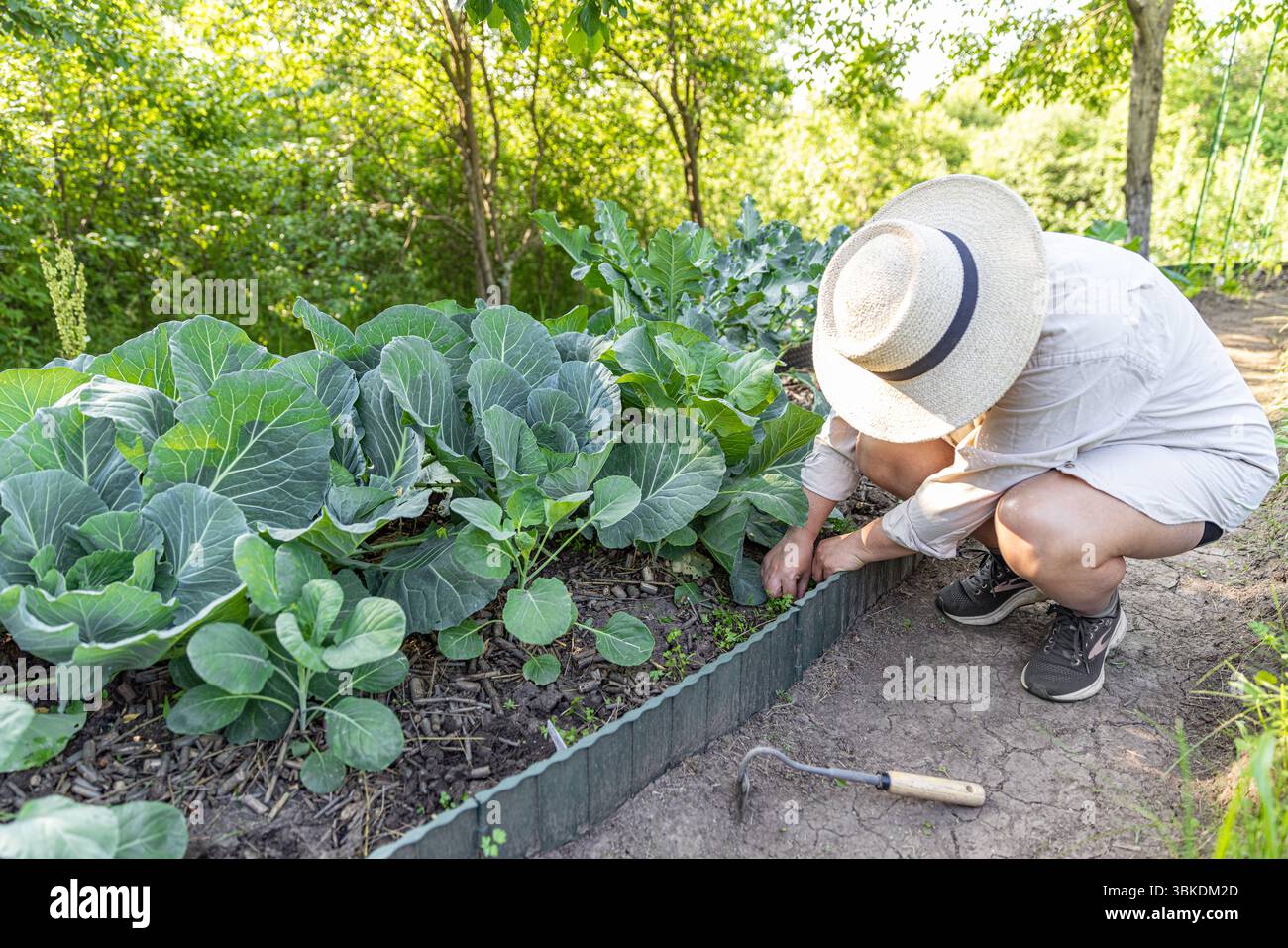Frau pflegt ihren Gemüsegarten, jätet um Petersilie und Kohl Stockfoto