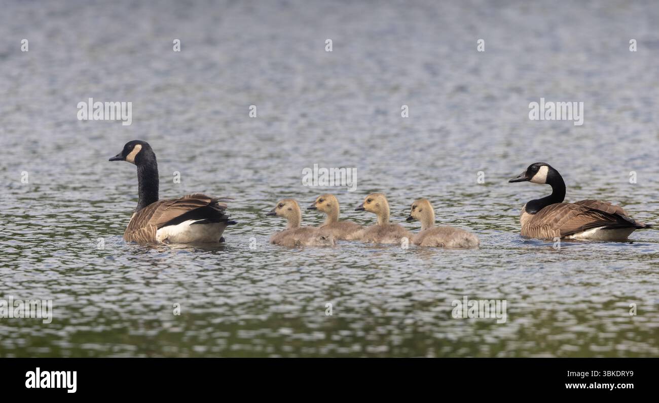 Vier Gänse, die von Kanadiern geschützt werden, auf einem Teich in Muskoka Ontario Stockfoto