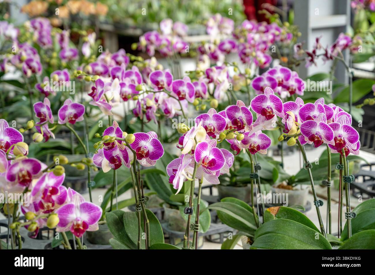 Taiwan 9. Juni 2025: Reihen lila Phalaenopsis-Orchideen in einem Gewächshaus mit leuchtenden Blüten und elegantem Blumendesign. Stockfoto
