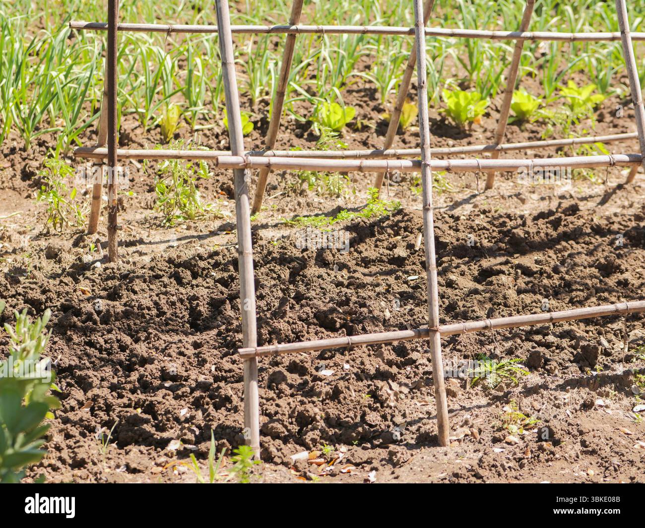 Bambus spalier -Fotos und -Bildmaterial in hoher Auflsung  Alamy